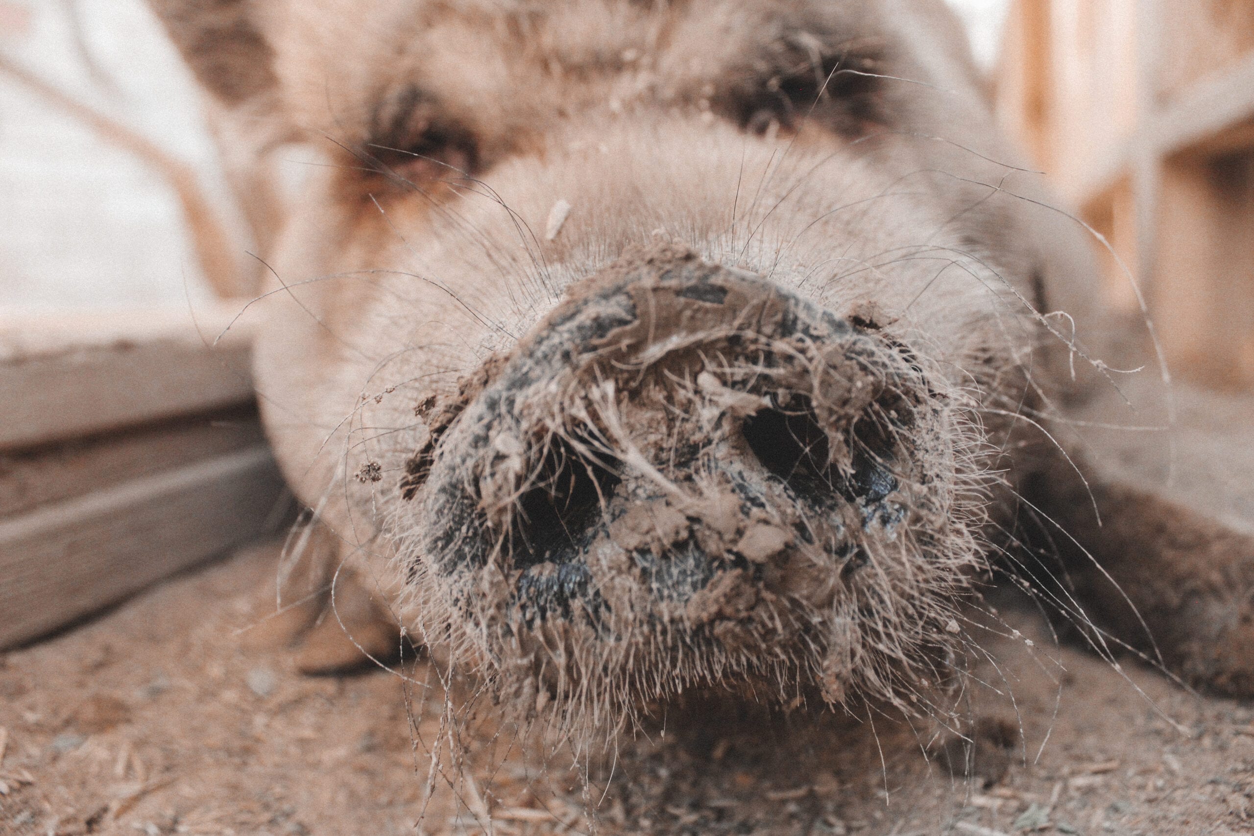 piggy