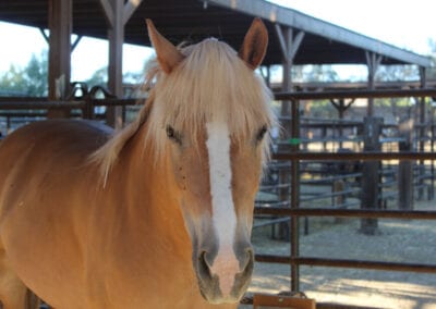 Pony at the farm